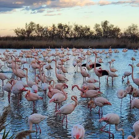 Du Pont-du-gard Orman Evi